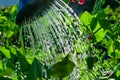 Watering water from a watering can of blooming sweet peas in the garden