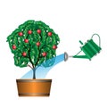 Watering with a watering can of fruit tree on white background