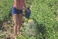 Watering with a watering can. Summer gardening - young woman watering vegetable beds with growing green beans