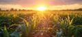 Watering of wheat, rye or corn green seedlings in a vast field. Modern automated agriculture system with irrigation Royalty Free Stock Photo