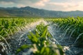Watering of wheat, rye or corn green seedlings in a vast field. Modern automated agriculture system with irrigation Royalty Free Stock Photo