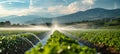 Watering of wheat, rye or corn green seedlings in a vast field. Modern automated agriculture system with irrigation Royalty Free Stock Photo