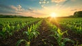 Watering of wheat, rye or corn green seedlings in a vast field. Modern automated agriculture system with irrigation Royalty Free Stock Photo