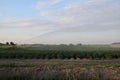 Watering white flowers on the potato plants on a field in Zevenhuizen, the Netherlands Royalty Free Stock Photo