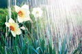 Watering beutiful flowers dafodills, sunburst and pouring water. April showers