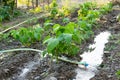 Watering young bean plants. Farming, agricultural concept, biological production Royalty Free Stock Photo
