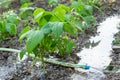 Watering young bean plants. Farming, agricultural concept, biological production