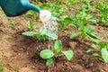 Watering young cabbage seedlings in the evening in the garden. Plantation care for a good harvest