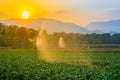 Watering young green corn field in the agricultural garden by water springer and light shines sunset. Royalty Free Stock Photo