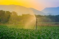 Watering young green corn field in the agricultural garden by water springer and light shines sunset. Royalty Free Stock Photo