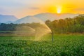 Watering young green corn field in the agricultural garden by water springer and light shines sunset. Royalty Free Stock Photo