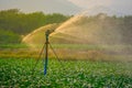 Watering young green corn field in the agricultural garden Royalty Free Stock Photo