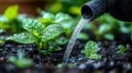 Watering Young Green Seedlings in Dark Soil Royalty Free Stock Photo
