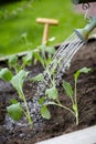 Watering young newly transplanted seedlings