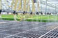 Watering Young Plants Sprout in Potty Greenhouse