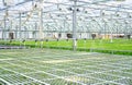 Watering Young Plants Sprout in Potty Greenhouse