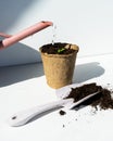 Watering young seedlings in peat pots. The concept of plant care. Close-up of hands watering planted seeds. Royalty Free Stock Photo