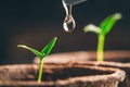 Watering young seedlings of peppers in peat pots. Plant care concept Royalty Free Stock Photo