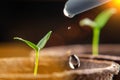 Watering young seedlings of peppers in peat pots. Plant care concept Royalty Free Stock Photo