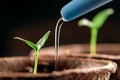 Watering young seedlings of peppers in peat pots. Plant care concept Royalty Free Stock Photo