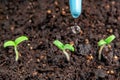 Watering young seedlings of tomatoes in in container. Plant care concept Royalty Free Stock Photo