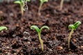 Watering young seedlings of tomatoes in in container. Plant care concept Royalty Free Stock Photo