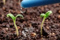 Watering young seedlings of tomatoes in in container. Plant care concept Royalty Free Stock Photo