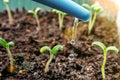 Watering young seedlings of tomatoes in in container. Plant care concept Royalty Free Stock Photo