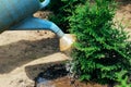 Watering young thuja plant by watering can. Gardening concept Royalty Free Stock Photo