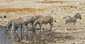 Watering Zebra