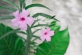 Waterkanon Acanthaceae small beautiful pink flowers on nature background