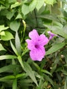 Waterkanon and flower buds