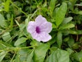 Waterkanon flower is a small herbaceous plant