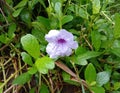 Waterkanon flower is a small herbaceous plant