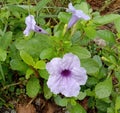Waterkanon flower is a small herbaceous plant scientific name: Ruellia tuberosa, a small annual herbaceous plant.