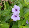 Waterkanon flower is a small herbaceous plant a small annual herbaceous plant in the Ehgakoma family.