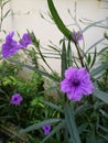 Purple flowers blooming