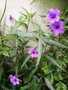 Pretty purple flowers