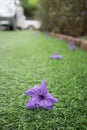 Waterkanon purple flower on artificial grass