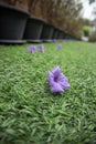 Waterkanon purple flower on artificial grass