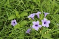 Waterkanon purple flower blooming with copy space on green leaves closeup in the garden.