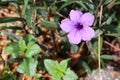 Waterkanon purple flower blooming on green leaves closeup in the garden.