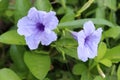 Waterkanon purple flower on green leaves branch ivy on tree closeup in the garden.