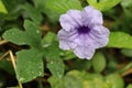 Waterkanon purple flower on green leaves branch ivy on tree closeup.