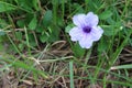 Waterkanon purple flowers blooming with copy space on green leaves closeup in the garden.