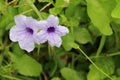 Waterkanon purple flowers blooming with copy space on green leaves closeup in the garden.