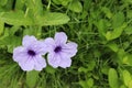 Waterkanon purple flowers blooming with copy space on green leaves closeup in the garden.