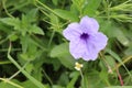 Waterkanon purple flowers blooming with copy space on green leaves closeup in the garden.