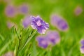 Waterkanon, Watrakanu, Minnieroot, classified as a weed with beautiful flowers