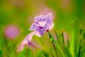 Waterkanon, Watrakanu, Minnieroot, classified as a weed with beautiful flowers,